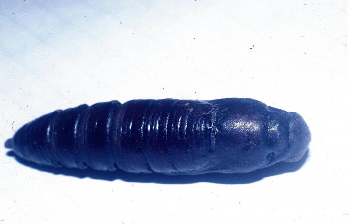 Figura 14. Pupa <i>Manduca albiplaga</i>, (Sphingidae), Sector Del Oro, Sendero Puertas, (elevación 400 metros). 7 junio 2004. (04-SRNP-22488-DHJ83630.jpg).