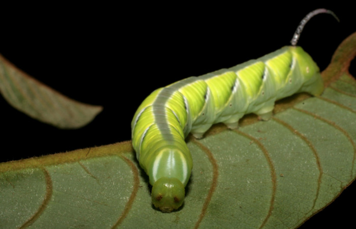 Figura 5. Larva en cuarto estadio <i>Manduca albiplaga</i>, (Sphingidae), posición cabeza alimentándose <i>Annona rensoniana</i> (Annonaceae).Sector Mundo Nuevo, Vado Zanja Tapada, (elevación 550 metros). 1 junio 2005. (05-SRNP-56549-DHJ408309.jpg).