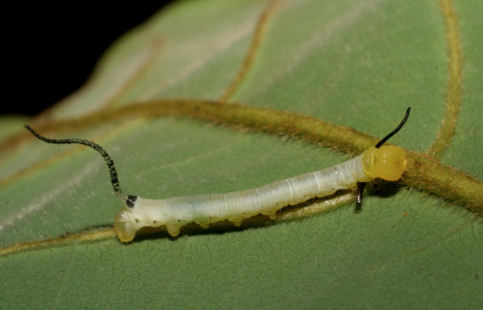 Figura 1. Larva en segundo estadio <i>Manduca albiplaga</i>, (Sphingidae), posición dorsal alimentándose en <i>Annona rensoniana</i> (Annonaceae).Sector San Cristóbal, Sendero Carmona, (elevación 670 metros). 16 mayo 2007. (07-SRNP-2254-DHJ421173.jpg).