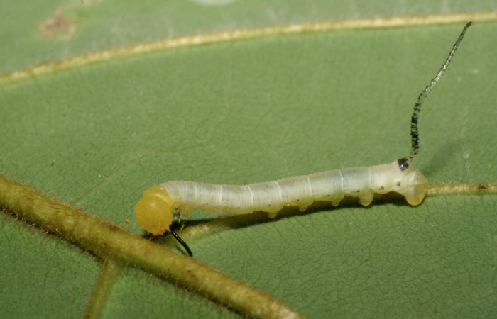 Figura 2. Larva en segundo estadio <i>Manduca albiplaga</i>, (Sphingidae), posición lateral alimentándose en <i>Annona rensoniana</i> (Annonaceae).Sector San Cristóbal, Sendero Carmona, (elevación 670 metros). 16 mayo 2007. (07-SRNP-2254-DHJ421173.jpg).