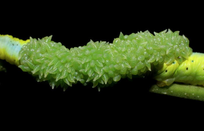 Figura 11. Parásitos <i>Euplectrus testaceipes</i> (Eulophidae), sobre la larva <i>Manduca albiplaga</i>, (Sphingidae), posición dorsal Sector Santa Rosa, Cafetal, (elevación 280 metros). 30 octubre 2008. (08-SRNP-16396-DHJ445163.jpg).