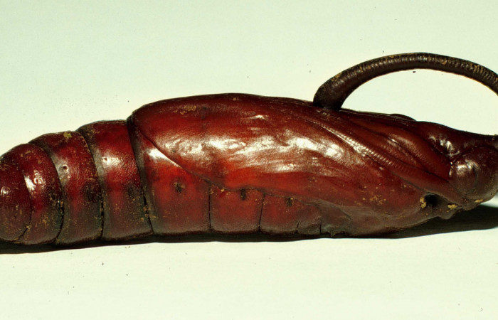 Figura 19. Pupa <i>Manduca pellenia</i>, (Sphingidae), Sector Del Oro, Sendero Puertas, (elevación 400 metros). 11 julio 1998. (98-SRNP-3216-DHJ44702.jpg).