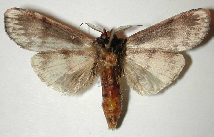 Figura 17. Macho de <i>Navarcostes vernieri</i> (Notodontidae) posición Ventral. Voucher 01-SRNP-2090-DHJ33025.jpg.