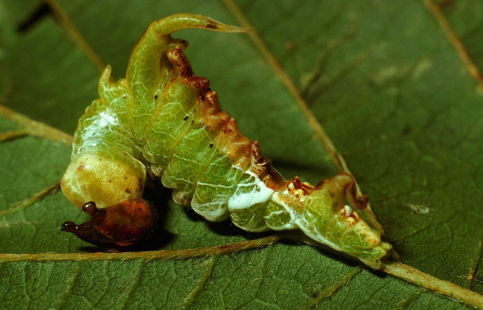 Figura 6. <i>Navarcostes vernieri</i> (Notodontidae) tercer estadio, posición lateral. Sector San Cristóbal, Sendero Huerta. Voucher 01-SRNP-2090-DHJ62511.jpg.