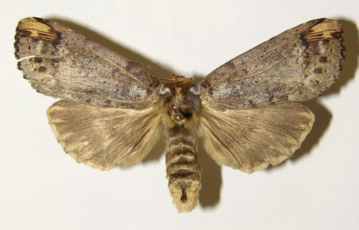 Figura 14. Hembra de <i>Navarcostes vernieri</i> (Notodontidae) posición dorsal. Voucher 02-SRNP-16601-DHJ301418.jpg.