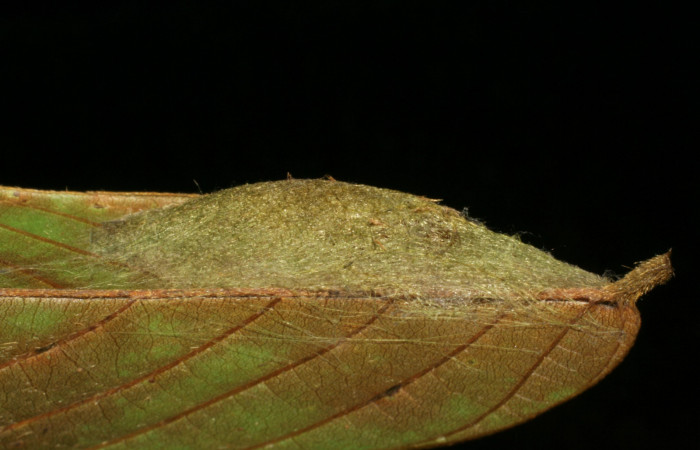 Figura 13. Capullo de <i>Navarcostes vernieri</i> (Notodontidae) Sector Pitilla, Pasmompa, Voucher 05-SRNP-32852-DHJ404975.jpg.