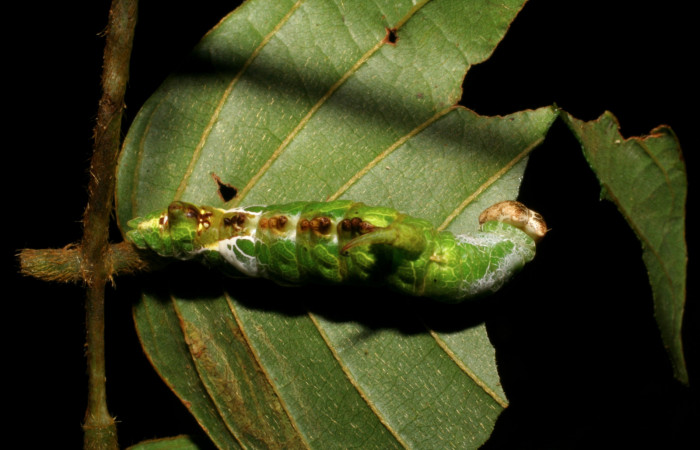 Figura 9. <i>Navarcostes vernieri</i> (Notodontidae) último estadio, posición dorsal, Estación Pitilla, Pasmompa. Voucher 05-SRNP-32852-DHJ404978.jpg.
