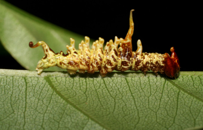 Figura 2. <i>Navarcostes vernieri</i> (Notodontidae) tercer estadio, posición lateral, Brasilia, Moga. Voucher 08-SRNP-65869-DHJ446955.jpg.