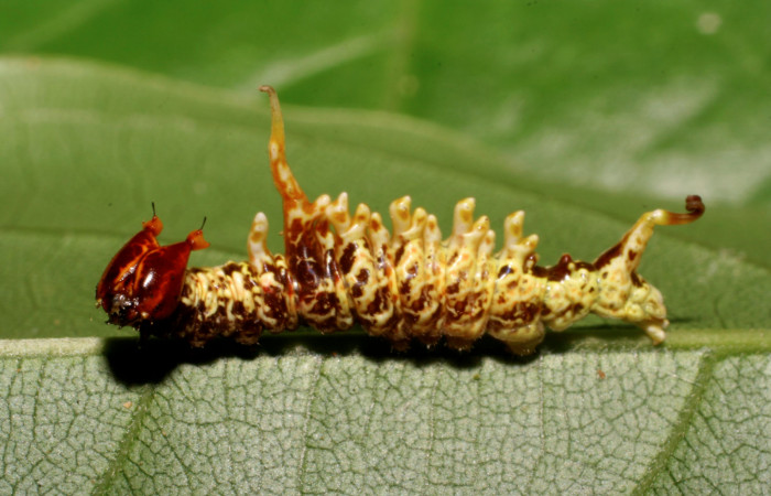 Figura 3. <i>Navarcostes vernieri</i> (Notodontidae) tercer estadio, posición lateral, Brasilia, Moga. Voucher 08-SRNP-65869-DHJ446957.jpg.