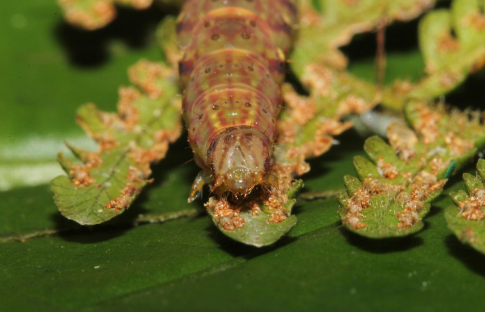 Figura 12. Larva <i>Ipanephis esperanzalis</i> (Erebidae), Último estadio posición la cabeza frontal, mide 30 mm aproximadamente. Planta hospedera <i>Hypolepis repens</i> (Dennstaedtiaceae). Voucher:19-SRNP-41861-DHJ767804.jpg.