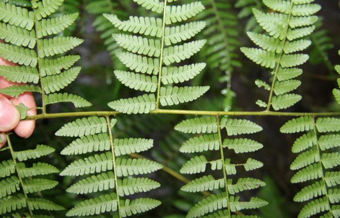 Figura 16. <i>Hypolepis repens</i> (Dennstaedtiaceae). planta hospedera de <i>Ipanephis esperanzalis</i> (Erebidae).
Foto tomada el 22 octubre 2019, por Jose Perez.