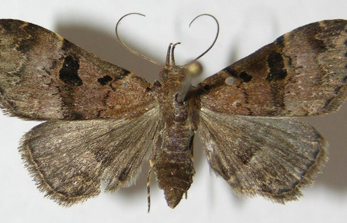 Figura 18. Adulto <i>Ipanephis esperanzalis</i> (Erebidae). 09-SRNP-42768-DHJ522186.
