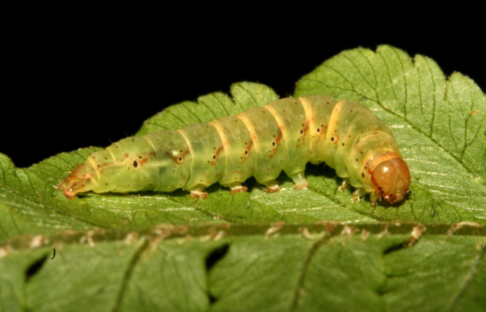 Figura 3. Larva <i>Ipanephis esperanzalis</i> (Erebidae), Último estadio posición lateral, mide 35 mm aproximadamente. Planta hospedera <i>Hypolepis repens</i> (Dennstaedtiaceae). Voucher: 11-SRNP-40710-DHJ482744.jpg.