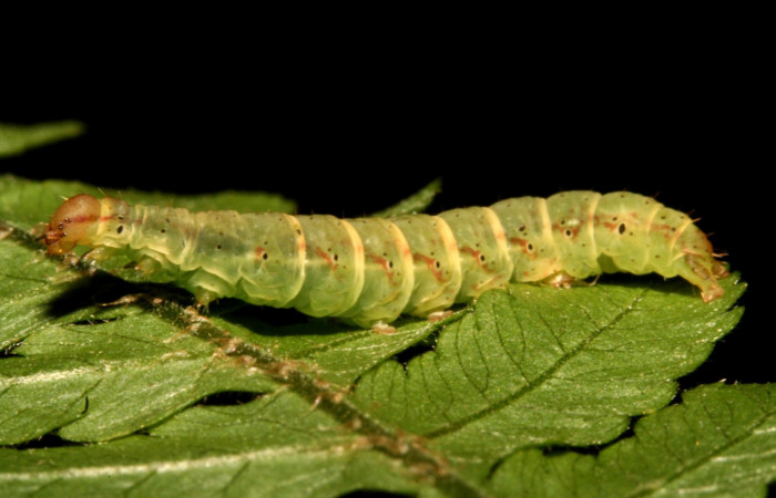 Figura 4. Larva <i>Ipanephis esperanzalis</i> (Erebidae), Último estadio posición lateral, mide 35 mm aproximadamente. Planta hospedera <i>Hypolepis repens</i> (Dennstaedtiaceae). Voucher: 11-SRNP-40710-DHJ482747.jpg.