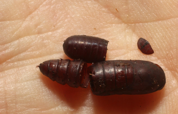 Figura 6. Pupa de parásito eclosionado, <i>Winthemia aureonigra</i> familia Tachinidae, posicion dorsal natural, 11-SRNP-26178-DHJ803900.jpg.