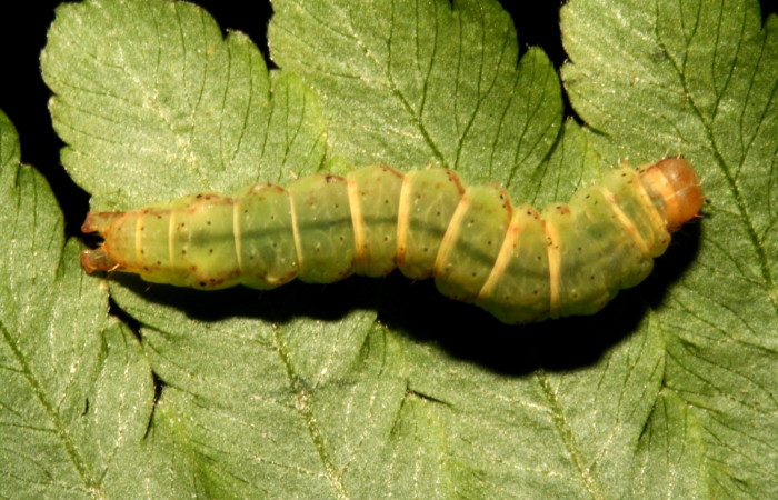 Figura 7. Larva <i>Ipanephis esperanzalis</i> (Erebidae), Último estadio posición dorsal, mide 35 mm aproximadamente. Planta hospedera <i>Hypolepis repens</i> (Dennstaedtiaceae). Voucher:11-SRNP-40710-DHJ482743.jpg.