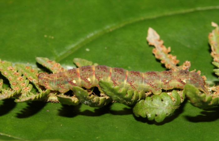 Figura 8. Larva <i>Ipanephis esperanzalis</i> (Erebidae), Último estadio posición lateral, mide 30 mm aproximadamente. Planta hospedera <i>Hypolepis repens</i> (Dennstaedtiaceae). Voucher:19-SRNP-41861-DHJ767799.jpg.