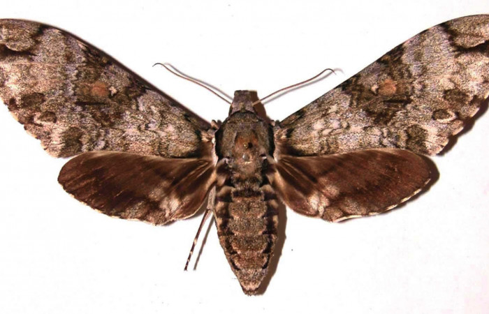 Figura 14. Adulto <i>Manduca Florestan</i> (Sphingidae) vista dorsal. (01-SRNP-4485-DHJ37798 ).