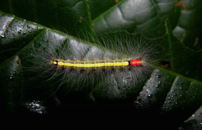 Figura. 11 Larva <i>Olceclostera</i> Janzen02 (Apatelodidae), posición dorsal alimentándose en Callichlamys latifolia (Bignoniaceae). (03-SRNP-7841-DHJ400861.jpg).