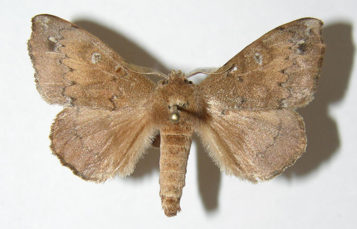 Figura 12. Adulto <i>Olceclostera</i> Janzen02 (Apatelodidae) vista dorsal. (04-SRNP-3569-DHJ338346).