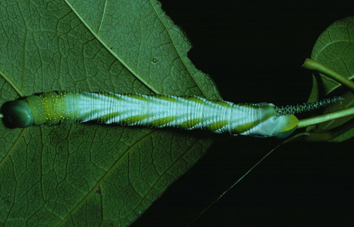 Figura. 13 Larva <i>Manduca florestan</i> (Sphingidae), posición dorsal alimentándose en Callichlamys latifolia (Bignoniaceae). (85-SRNP-615-DHJ9232.jpg).