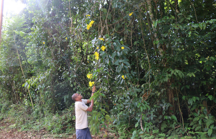 Figura. 1 Habitad, <i>Callichlamys latifolia</i>, (Bignoniaceae). Area de Conservación Guanacaste, Sector Rincón Rain Forest, Estación Leiva, Margen de Camino, (elevación 410 metros), colectada el 23 de Agosto 2019. Foto, Jorge Hernández.