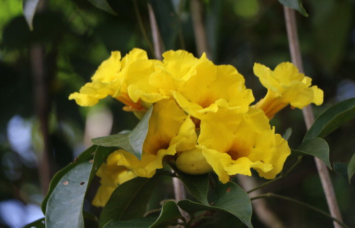 Figura. 6 Flores en racimo, <i>Callichlamys latifolia</i>, (Bignoniaceae). Area de Conservación Guanacaste, Sector Rincón Rain Forest, Estación Leiva, Margen de Camino, (elevación 410 metros), colectada el 23 de Agosto 2019. Foto, Jorge Hernández.