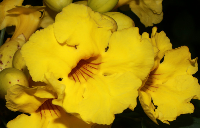 Figura. 7 Flores de frente, <i>Callichlamys latifolia</i>, (Bignoniaceae). Area de Conservación Guanacaste, Sector Rincón Rain Forest, Estación Leiva, Margen de Camino, (elevación 410 metros), colectada el 23 de Agosto 2019. Foto, Jorge Hernández.