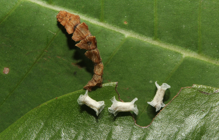 Figura 14. Capullos de parásito de la familia  Braconidae, junto a restos de larva  <i>Tachychlora amilletes</i>. Voucher,17-SRNP-72272-DHJ738702.