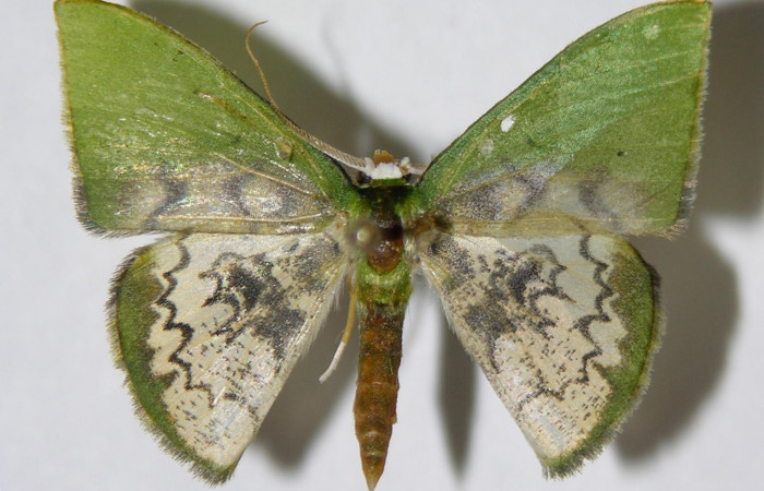 Figura 19. Adulto de <i>Tachychlora amilletes</i>, vista dorsal. Voucher 05-SRNP-42471-DHJ326314