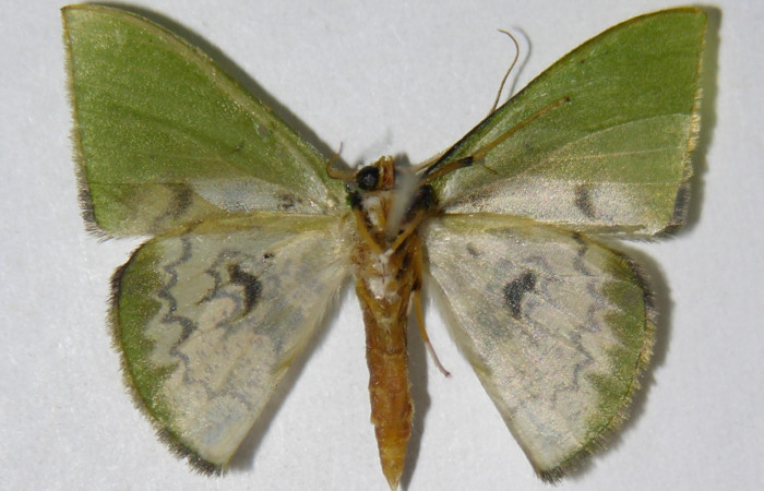 Figura 20. Adulto de <i>Tachychlora amilletes</i>, vista ventral. Voucher 05-SRNP-42471-DHJ326315.