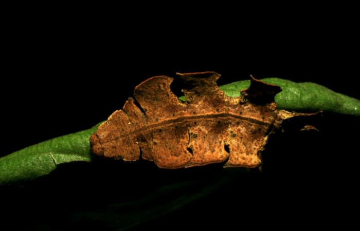 Figura 3. Posición dorsal de <i>Tachychlora amilletes</i> (Geometridae), planta hospedera <i>Psidium guajava</i> (Myrtaceae), Estación  Caribe. Voucher, 05-SRNP-41937-DHJ407297.