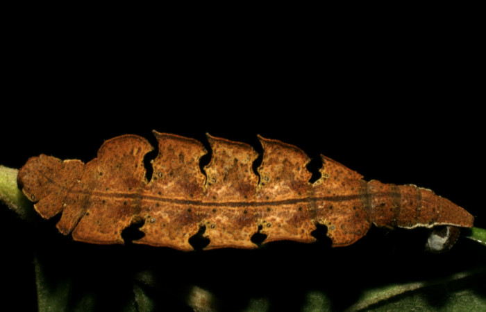 Figura 4. Posición dorsal de <i>Tachychlora amilletes</i> (Geometridae), planta hospedera <i>Psidium guajava</i> (Myrtaceae), Estación  Caribe. Voucher, 05-SRNP-41937-DHJ407299.