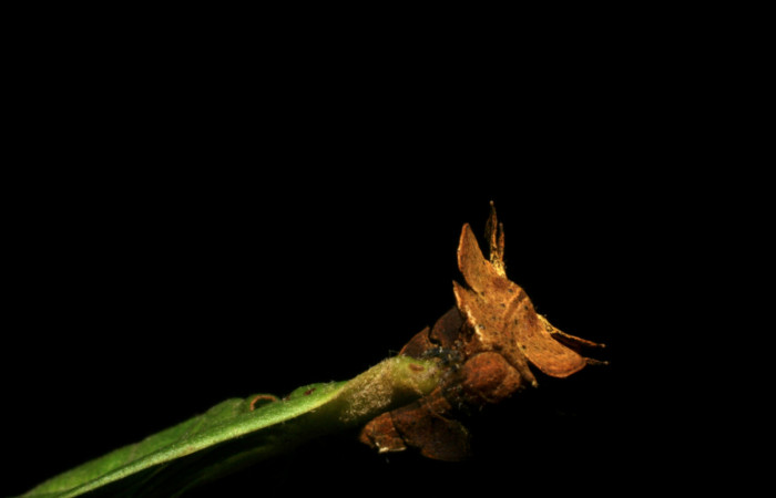 Figura 5. Posición de cabeza, de <i>Tachychlora amilletes</i> (Geometridae), planta hospedera <i>Psidium guajava</i> (Myrtaceae) Voucher, 05-SRNP-41937-DHJ407300. 