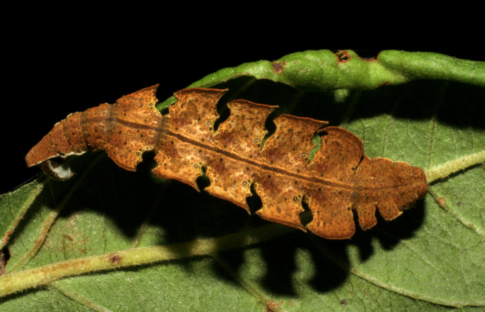 Figura 7. Posición dorsal de <i>Tachychlora amilletes</i> (Geometridae), planta hospedera <i>Psidium guajava</i> (Myrtaceae). Voucher, 05-SRNP-41937-DHJ407304.