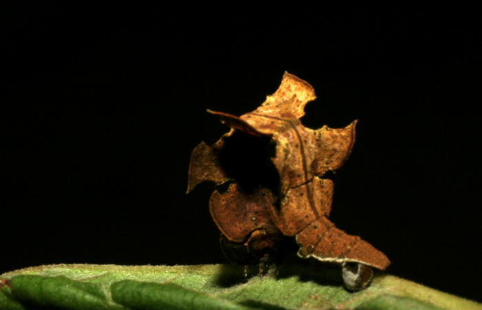 Figura 8. Posición lateral mostrando la cola de <i>Tachychlora amilletes</i> (Geometridae), planta hospedera <i>Psidium guajava</i> (Myrtaceae) Voucher, 05-SRNP-41937-DHJ407306.