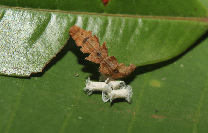 Figura 15. Capullos de parásito de la familia Braconidae junto a restos de larva, <i>Tachychlora amilletes</i> (Geometridae), planta hospedera <i>Psidium guajava</i>, (Myrtaceae). Voucher, 17-SRNP-72272-DHJ738704.
