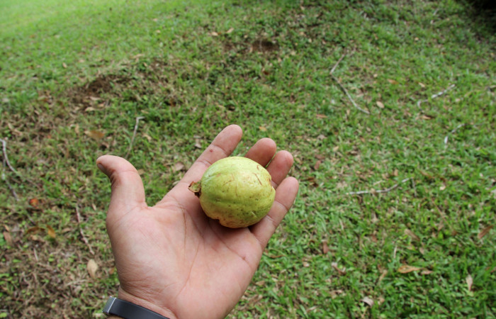 Fig. 23.  Frutos de planta <i>Psidium guajava</i>, familia Myrtaceae, hospedera de la larva <i>Tachychlora amilletes</i>, Geometridae. Foto, Pablo Umaña, 25octubre2019.