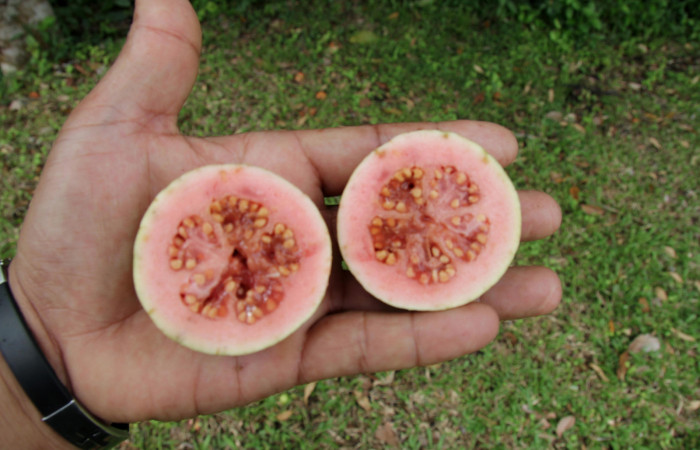 Fig. 24.  Fruto con semillas de planta <i>Psidium guajava</i>, familia Myrtaceae, hospedera de la larva <i>Tachychlora amilletes</i>, Geometridae. Foto, Pablo Umaña, 25octubre2019.