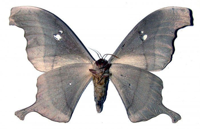 Fig. 16. Adulto macho de <i>Dysdaemonia boreas</i>. Area de Conservación Guanacaste, Sector Santa Rosa, Cafetal, elevación 280mt. Vista ventral. (01-SRNP-14506-DHJ91775).