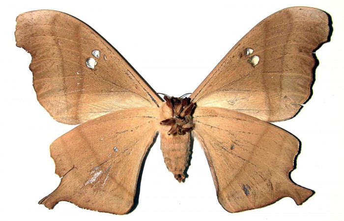 Fig. 14. Adulto hembra de <i>Dysdaemonia boreas</i>. Area de Conservación Guanacaste, Sector Santa Rosa, Luces, elevación 300mt. Vista ventral. (03-SRNP-12367-DHJ91711).