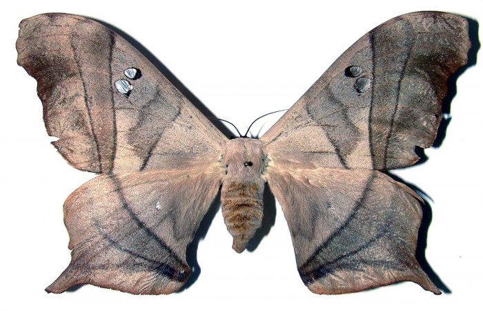 Fig. 1. Adulto de <i>Dysdaemonia boreas</i>. Area de Conservación Guanacaste, Sector Santa Rosa, Luces, elevación 300mt. (03-SRNP-12371-DHJ91626).