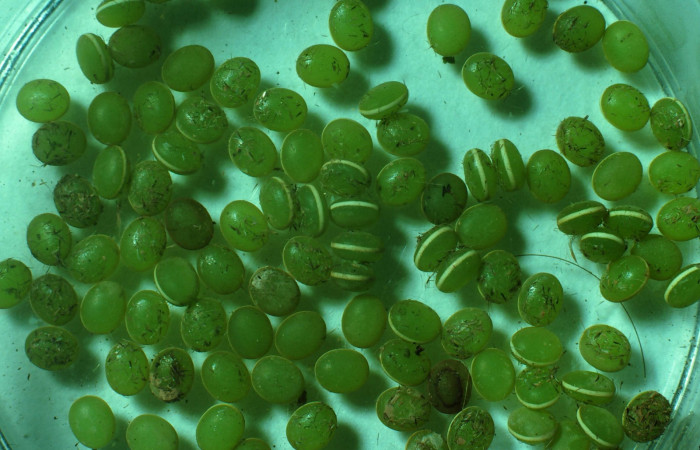 Fig. 3. Huevos de <i>Dysdaemonia boreas</i>. Area de Conservación Guanacaste, Sector Santa Rosa, Quebrada Puercos, elevación 155mt. (82-SRNP-775-DHJ57411.jpg).