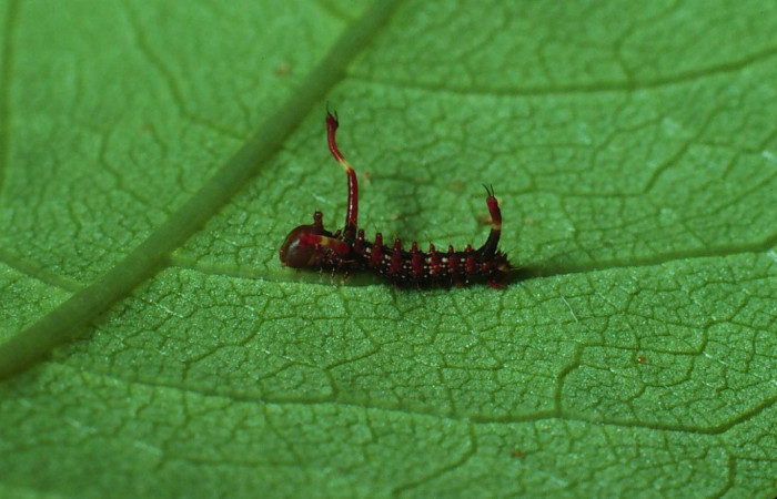 Fig. 4. Larva en primer estadio de <i>Dysdaemonia boreas</i>. Area de Conservación Guanacaste, Sector Santa Rosa, Luces, elevación 300mt. (82-SRNP-775-DHJ57413.jpg).