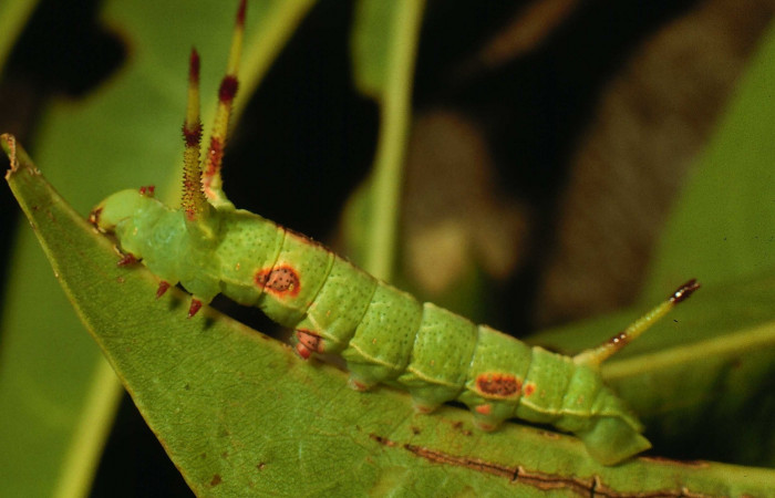 Fig. 7. Larva en tercer estadio de <i>Dysdaemonia boreas</i>. Area de Conservación Guanacaste, Sector Santa Rosa, Quebrada Puercos, elevación 155mt. (95-SRNP-4279-DHJ22676.jpg).