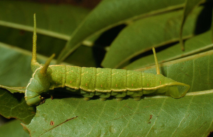 Fig. 9. Larva en penúltimo estadio de <i>Dysdaemonia boreas</i>. Area de Conservación Guanacaste, Sector Santa Rosa, Quebrada Puercos, elevación 155mt. (95-SRNP-4280-DHJ22716.jpg).