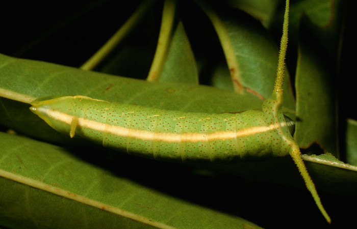 Fig. 8. Larva en penúltimo estadio de <i>Dysdaemonia boreas</i>. Area de Conservación Guanacaste, Sector Santa Rosa, Quebrada Puercos, elevación 155mt. (95-SRNP-4280-DHJ22733.jpg).