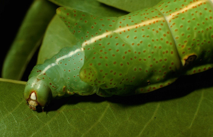 Fig. 10. Larva en último estadio de <i>Dysdaemonia boreas</i>. Area de Conservación Guanacaste, Sector Santa Rosa, Quebrada Puercos, elevación 155mt. (95-SRNP-4281-DHJ22748.jpg).