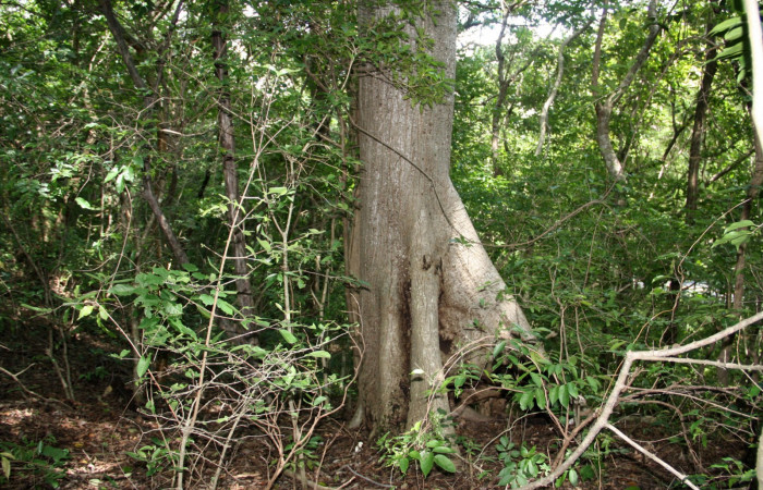 Fig. 17. Area de Conservación Guanacaste, Sector Santa Rosa, Quebrada Puercos, elevación155mt, planta hospedera de <i>Dysdaemonia boreas</i>, <i>Ceiba pentandra</i> de la familia. Malvaceae
 (foto 31.JMP 10/18/2019 .jpg).