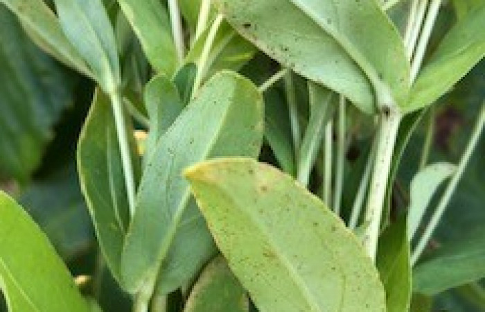 Estación Maritza  Octubre 2019  Foto: Nelson Zamora 